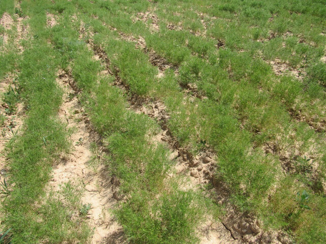افزایش ۷ برابری سطح زیر کشت زیره سبز در زاوه طی ۵ سال اخیر