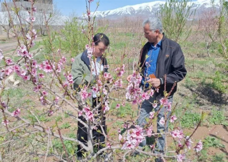 خسارت ۲۲۷ میلیارد تومانی به باغات نیشابور بر اثر سرمازدگی