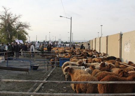 قیمت گوسفند زنده در آستانه عید قربان اعلام  شد/ هرکیلو دام زنده در استان خراسان ۳۱۰ تا ۳۲۰ هزار تومان