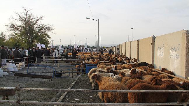 قیمت گوسفند زنده در آستانه عید قربان اعلام  شد/ هرکیلو دام زنده در استان خراسان ۳۱۰ تا ۳۲۰ هزار تومان