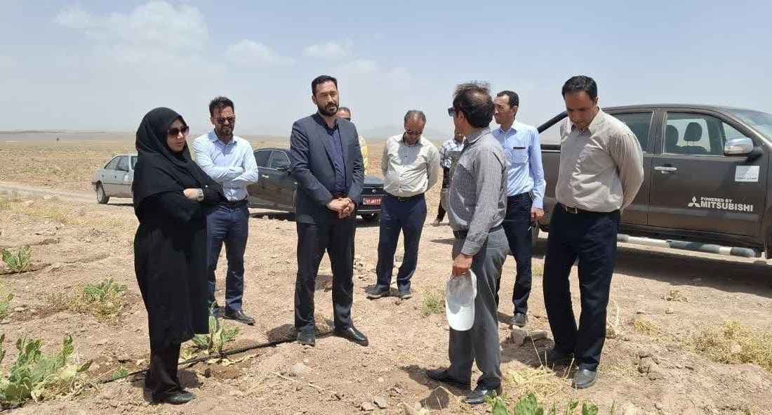 گیاه مقاوم در برابر خشکسالی وارد مزارع رشتخوار شد