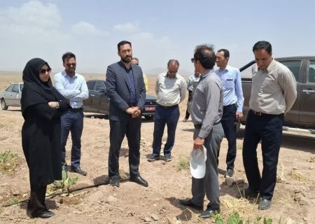 گیاه مقاوم در برابر خشکسالی وارد مزارع رشتخوار شد