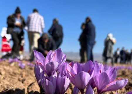 آغاز تورهای گردشگری زعفران به مقصد تربت حیدریه