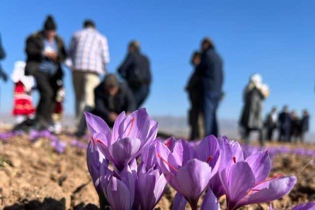 آغاز تورهای گردشگری زعفران به مقصد تربت حیدریه