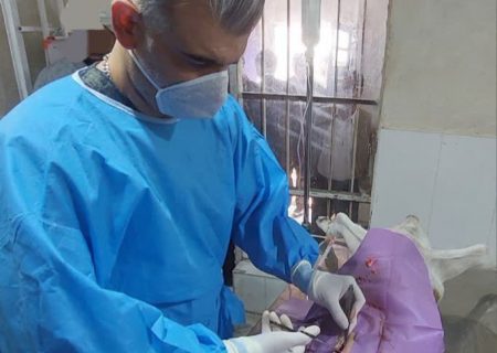 دامپزشکی شهرستان در زمینه اجرای طرح عقیم سازی و کنترل بیماری هاری در استان پیشتاز است