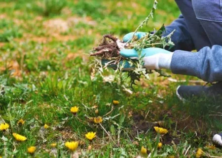 مدیریت علف هرز در ۱۲ هزار و ۲۰۰ هکتار از مزارع گندم و جو در قوچان