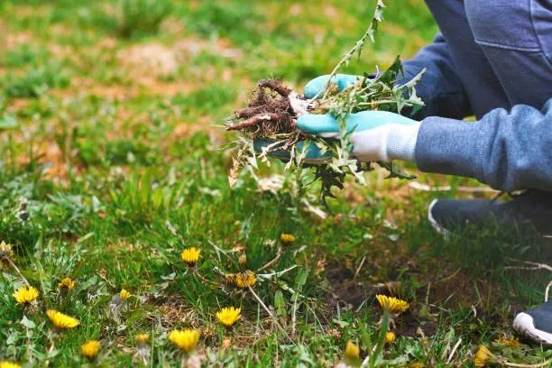 مدیریت علف هرز در ۱۲ هزار و ۲۰۰ هکتار از مزارع گندم و جو در قوچان