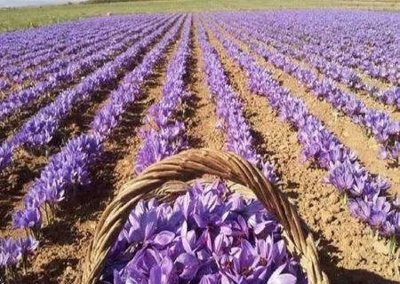 دهمین همایش تخصصی زنجیره ارزش زعفران در مشهد برگزار شد