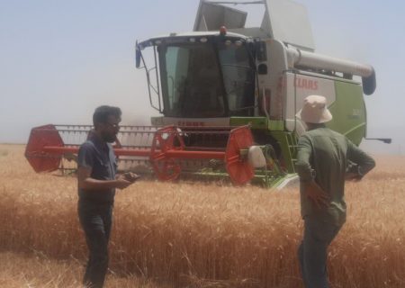 جهش ۵۷ درصدی تولید و خرید گندم در قوچان